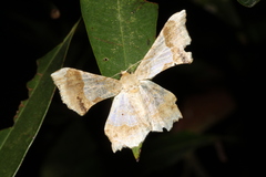 Krananda oliveomarginata