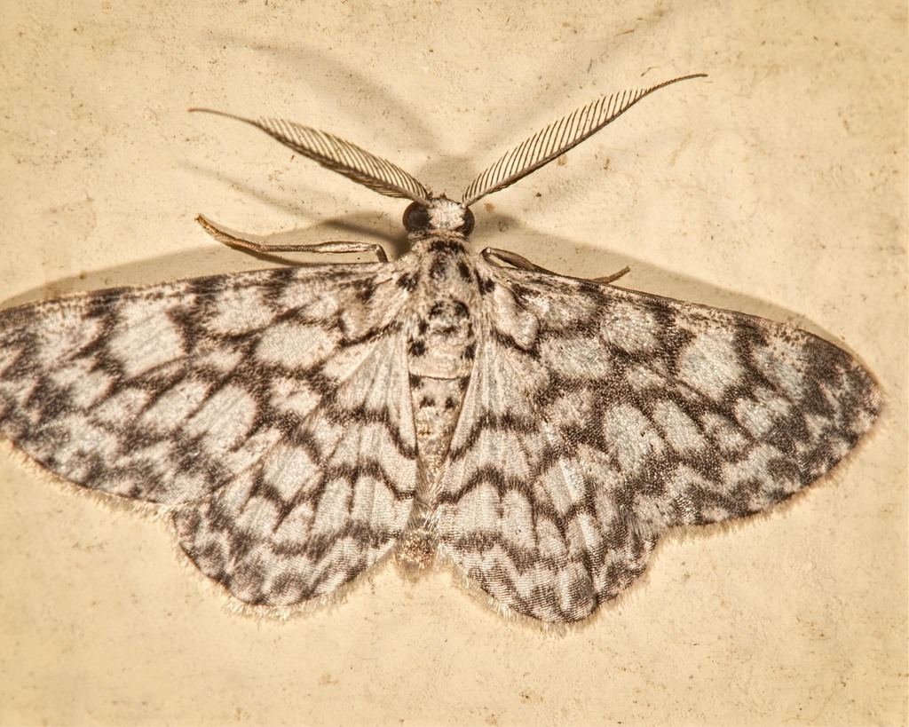 Hymenomima camerata