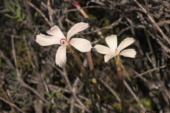 Dianthus caespitosus