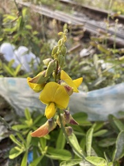 Crotalaria