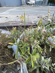 Crotalaria