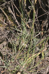 Dianthus caespitosus