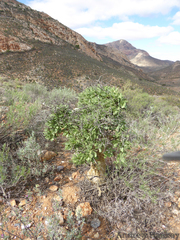 Tylecodon paniculatus