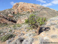 Tylecodon paniculatus