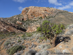 Tylecodon paniculatus