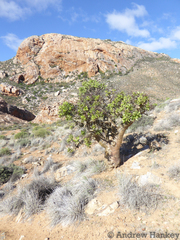 Tylecodon paniculatus