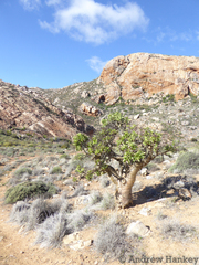Tylecodon paniculatus