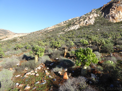Tylecodon paniculatus