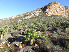 Tylecodon paniculatus