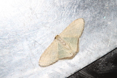 Lophophleps triangularis