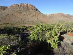 Tylecodon paniculatus