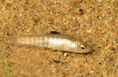 Aphanius almiriensis