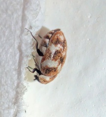 Anthrenus verbasci