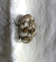 Anthrenus verbasci