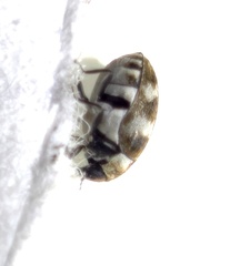 Anthrenus verbasci