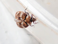 Anthrenus verbasci