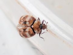 Anthrenus verbasci