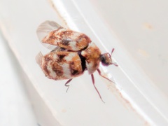 Anthrenus verbasci