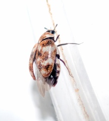 Anthrenus verbasci