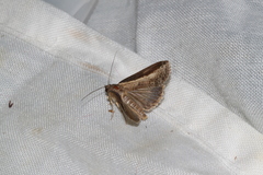Lophoptera squammigera