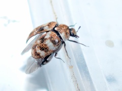 Anthrenus verbasci