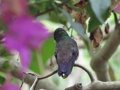 Saucerottia viridigaster