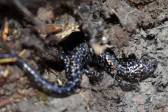 Plethodon caddoensis