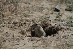 Urocitellus townsendii
