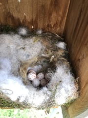 Baeolophus atricristatus