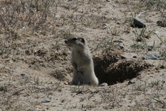 Urocitellus townsendii