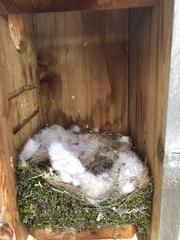 Baeolophus atricristatus