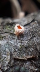 Lachnellula occidentalis