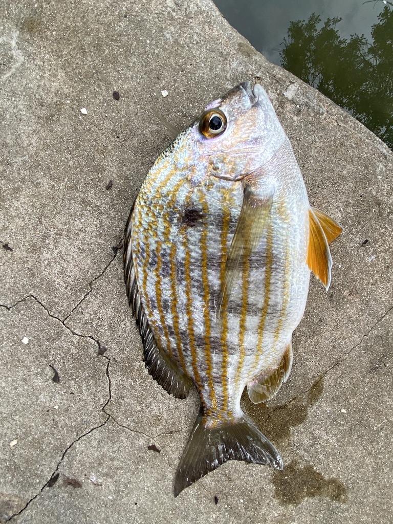 Western Atlantic Seabream