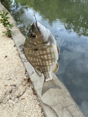 Archosargus rhomboidalis