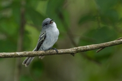 Myiopagis caniceps