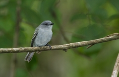 Myiopagis caniceps