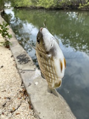 Archosargus rhomboidalis