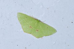 Tanaoctenia haliaria