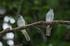 Myiopagis caniceps