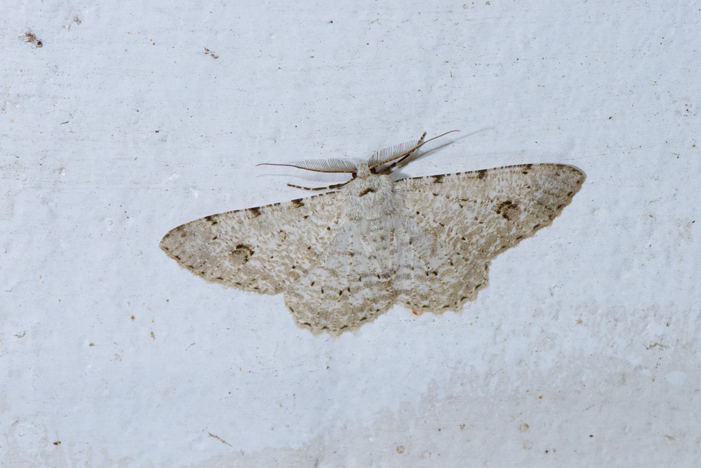 Lassaba parvalbidaria