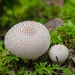 Lycoperdon - Photo (c) Sean Crawford, some rights reserved (CC BY-NC), uploaded by Sean Crawford