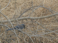 Aphelocoma woodhouseii