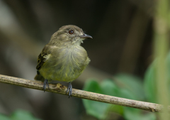 Myiopagis flavivertex