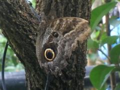 Caligo illioneus