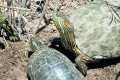 Trachemys gaigeae