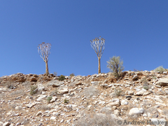 Aloidendron pillansii