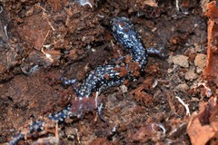 Plethodon caddoensis