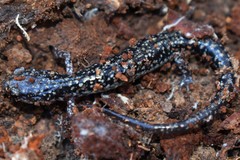 Plethodon caddoensis