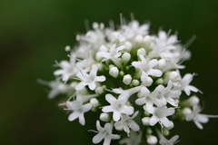 Valeriana uliginosa