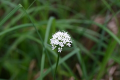 Valeriana uliginosa